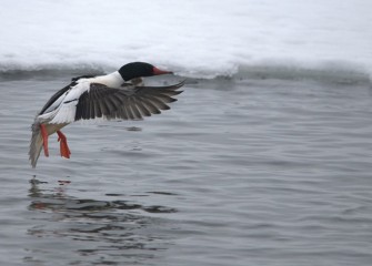 “Braking” Common Merganser (drake) Photo by Cheryl Lloyd