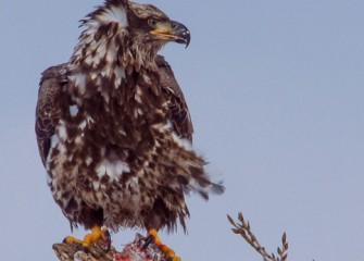 “The Warrior” Photo by John Savage