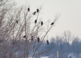 “Metro Plant Congregation Tree” Photo by Greg Craybas