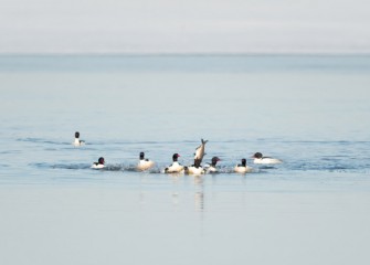 “Merganser Diet” Photo by Greg Craybas