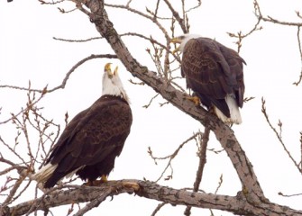 “Call of Freedom” Photo by John Savage