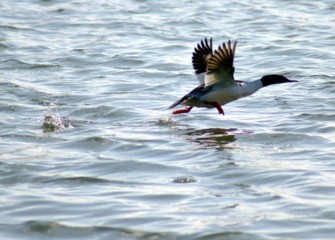 “Common Merganser Taking Flight” Photo by Duane St. Onge