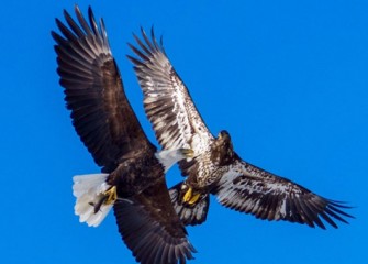 “No Free Lunch” Photo by John Savage