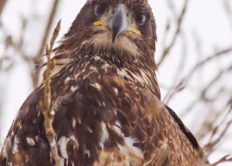 “Don’t Tread On Me” Photo by John Savage