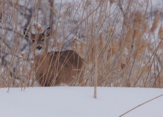 “Silent Watch” Photo by John Savage