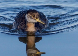 “Mirror Mirror” Photo by John Savage