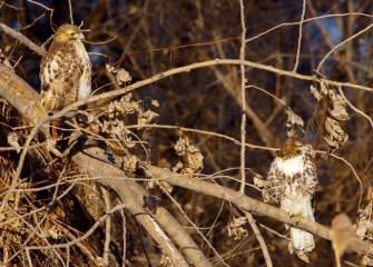 “On the Hunt” Photo by John Savage