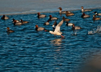 “And, We Have Takeoff” Photo by Michele Neligan