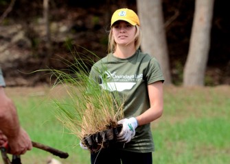 Volunteers also planted native species along the western shoreline, including soft rush, swamp milkweed, New England aster, fox sedge, and prairie cordgrass (seen here).