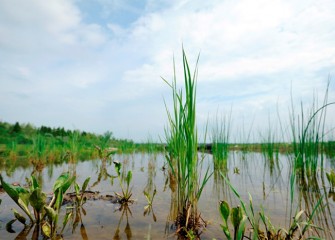 To date more than 323,000 native grasses, shrubs and trees have been planted.  In July 2014, Conservation Corps members helped plant this wetland area along Onondaga Lake’s western shoreline.