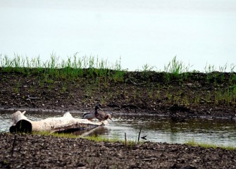 100 species of native freshwater marsh, grassland, and woodland plant species will support aquatic habitat for amphibians, reptiles and birds, such as this pair of Mallards on a log near the new planting area.