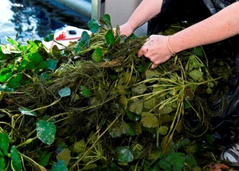 European water chestnut (Trapa natans) was introduced into northeastern U.S. waterways in the 1800s.  Dense mats reduce oxygen in the surrounding habitat for fish and choke out other native species.