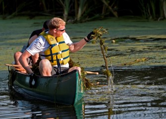 Water chestnut can also clog waterways and shoreline aquatic habitat important for fish, birds and other wildlife.