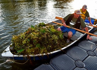 Corps volunteers removed over 2,200 pounds – more than one ton – of invasive European water chestnut on August 6.