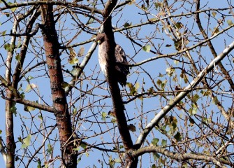 A Red-tailed Hawk is seen in a tree along the shoreline. Red-tailed Hawks prefer to perch in high spots near open areas, scanning the ground for prey.