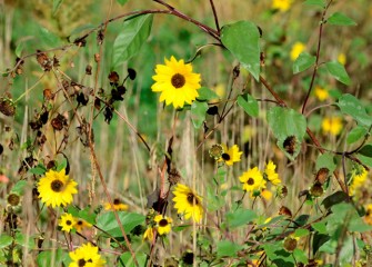 Common sunflowers (Helianthus annuus) planted in an earlier restored habitat area bloom into fall. Common sunflower, a native plant, provides excellent cover for wildlife and seeds for many species of birds.