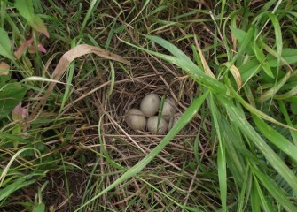 A duck’s nest is nestled in high brush near the creek.