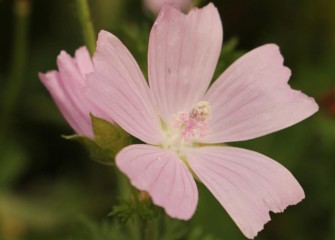 Native wild geranium produces beautiful 5-petaled flowers.