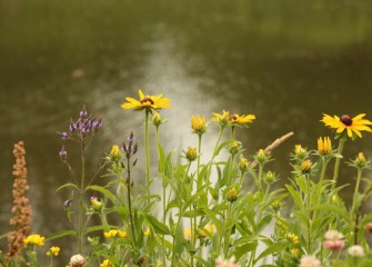 A mix of spring-blooming flowers near Nine Mile Creek.