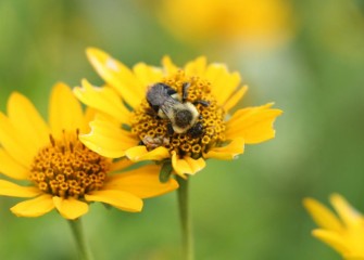 A bumble bee drinks the nectar from smooth oxeye, also called oxeye sunflower, or false sunflower.