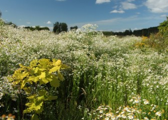 A young bur oak, here surrounded by blooming white heath aster, could reach a height of 100 feet when mature.