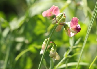Perennial pea, also called everlasting pea, is a legume that spreads along the ground by tendrils, providing cover for small wildlife as well as erosion control.