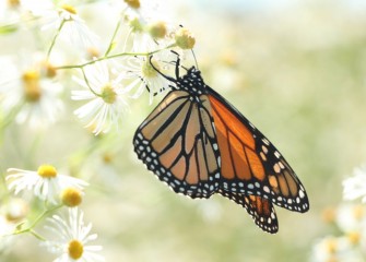 The brilliantly colored monarch butterfly, seen summer in the northern part of the United States, migrates up to 3000 miles to winter grounds.