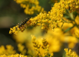 An adult locust borer beetle feeds on the pollen of native flat-top goldenrod.