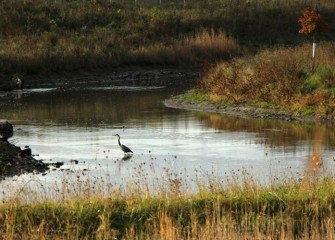 A Great Blue Heron wades in calm Nine Mile Creek waters further upstream, where restoration took place 2012-2013.