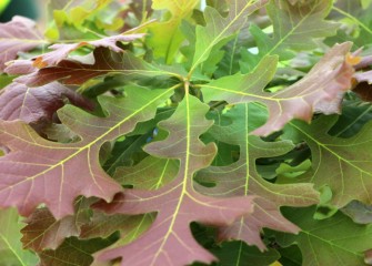 This native bur oak burst forth with leaves after a long winter dormancy.