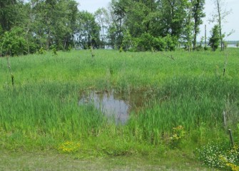 The forested wetlands near Onondaga Lake are adapted to high water conditions expected each spring.