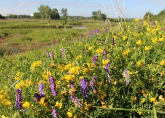 Yellow birdsfoot trefoil blooms along the banks of Nine Mile Creek (background), along with cow vetch (purple flower).