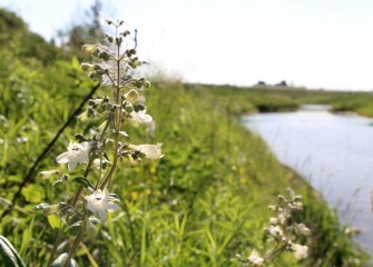 Foxglove beardtongue, flowering next to the creek, is a native perennial favored by hummingbirds and other pollinators.