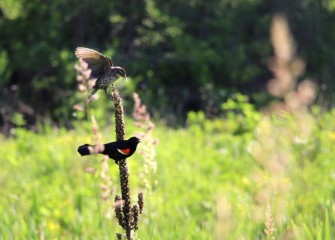 A sparrow lands atop a stalk of mullein past flowering, where a Red-winged Blackbird is perched.