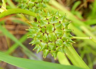 Giant bur-reed, or broadfruit bur-reed, is a native emergent wetland species growing in shallow waters.  The burs are seed pods remaining after flowers lose their petals.