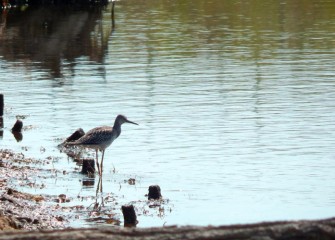 A Lesser Yellowlegs wades in Nine Mile Creek seeking prey in shallow waters.