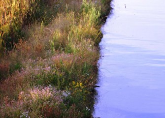 The banks near the mouth of Nine Mile Creek planted just one year ago now grow a tapestry of native species.