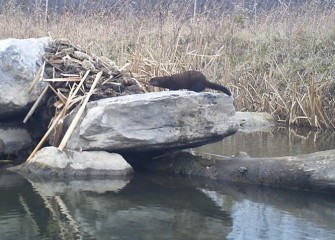 The wildlife camera captures an American mink that built a den around some rocks.