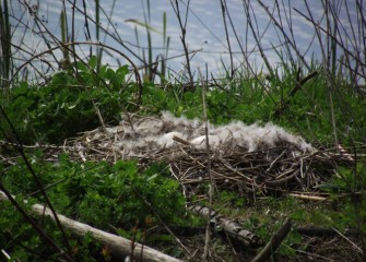 A Canada Goose nest near the water.