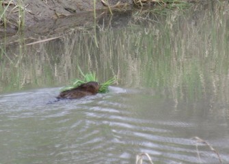 A muskrat, a species native to North America, carries reeds it harvested to build a lodge.