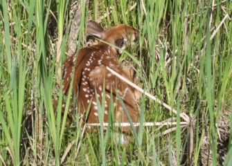 A white-tailed deer fawn hides among tall grasses and cattails.