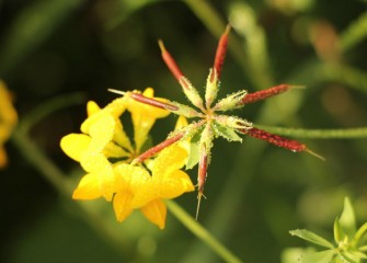 Birdsfoot trefoil, named for the shape of its seed pod, is a perennial with a life span of 10 years or more.