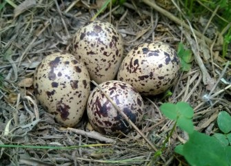 A Killdeer nest is found on the ground.
