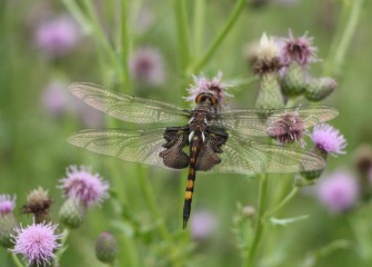 The black saddlebag dragonfly inhabits areas near ponds and open water where it preys on other flying insects.