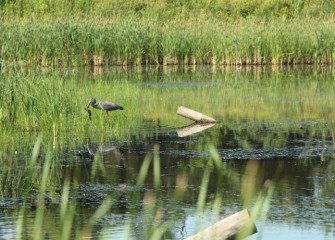 A Great Blue Heron catches a brown bullhead.