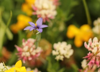 Blue-eyed grass, a member of the iris family, stands out amongst a beautiful collection of other wildflowers.