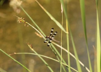 A common whitetail dragonfly rests on a blade of softstem bulrush.