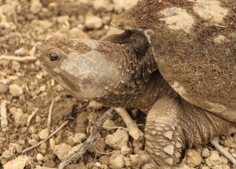 The Common Snapping Turtle spends most of its life in an aquatic environment, leaving usually only to breed.