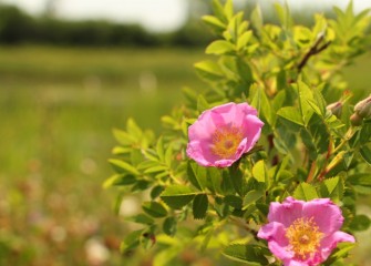 Virginia rose blooms in Geddes Brook wetlands.