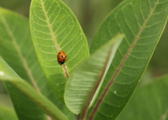 A ladybug beetle rests on swamp milkweed.